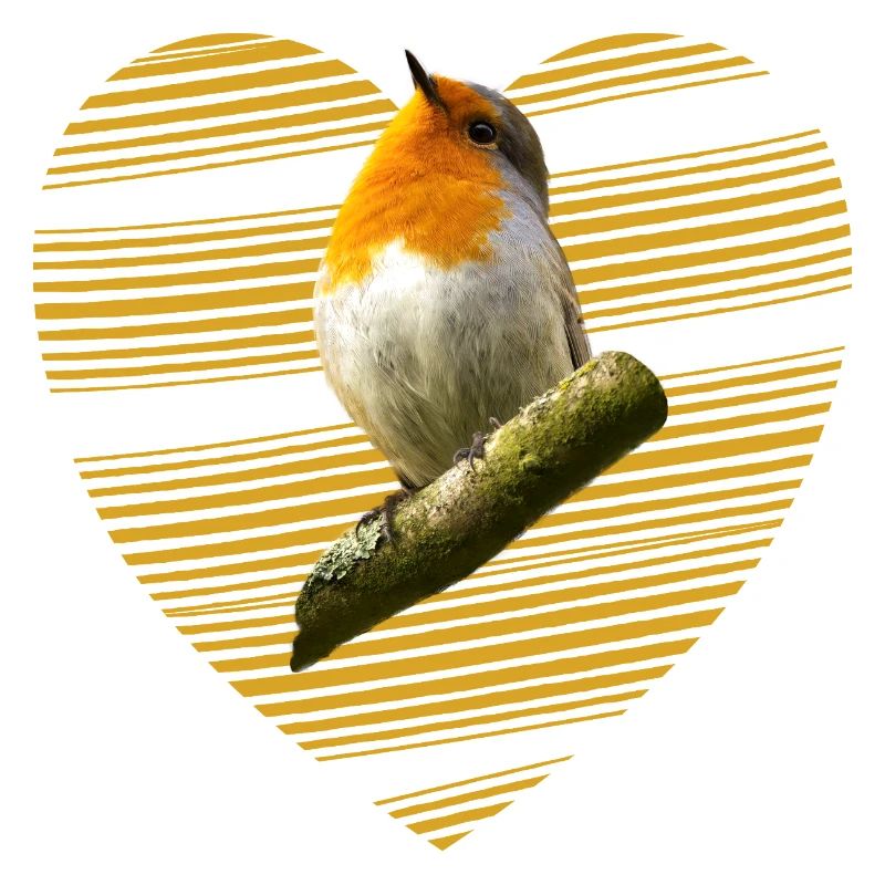 Rotkehlchen Singvogel süßer Vogel