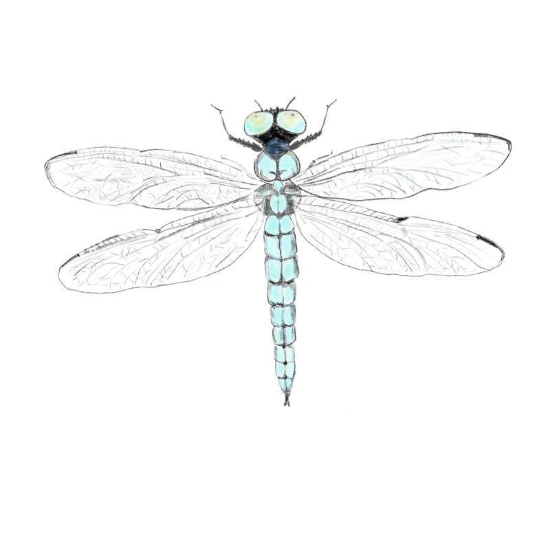 Dragonfly