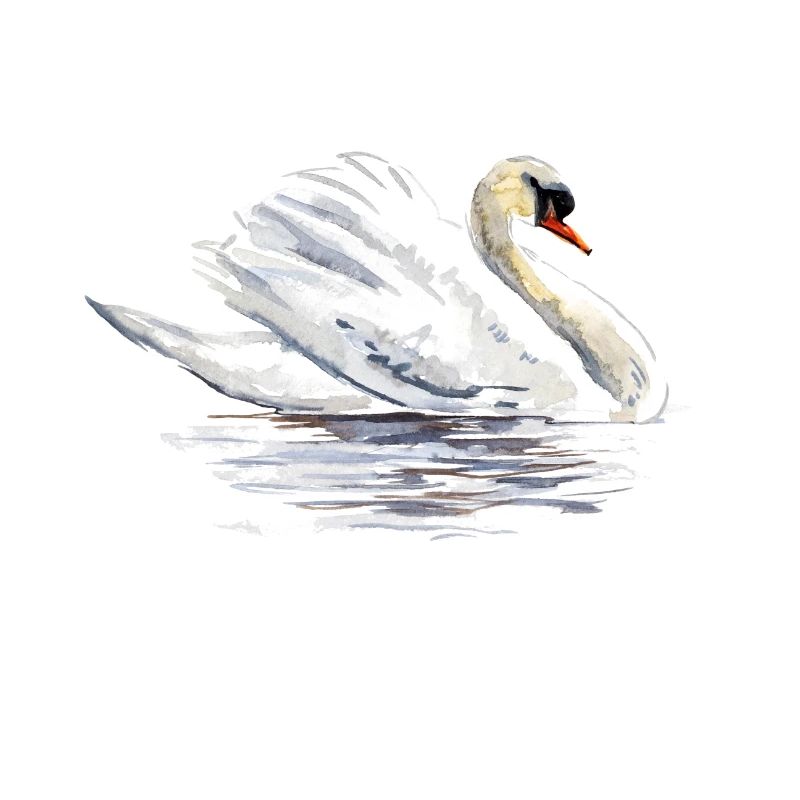 Schwan