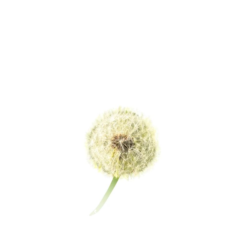 Pusteblume dreams come true