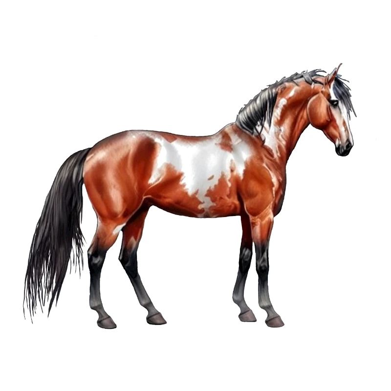 de pluie - Cheval, debout