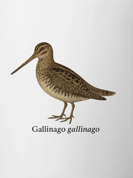 Snipe - Gallinago gallinago