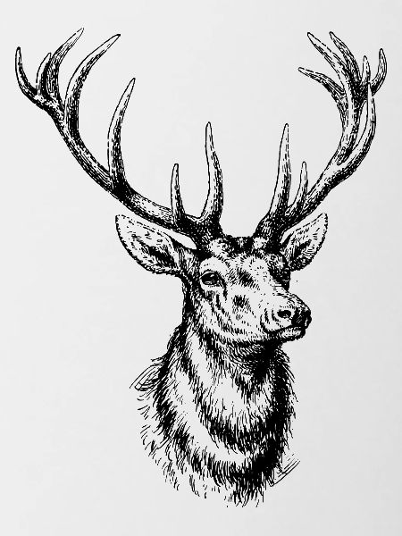 Wildtiere