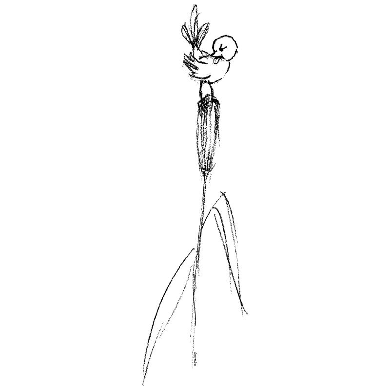 A small bird