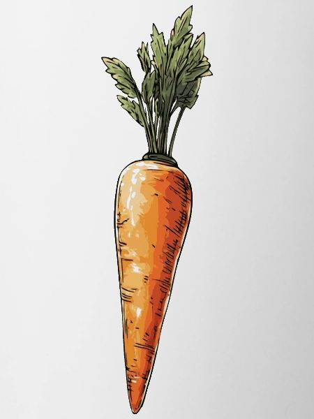 Carrot