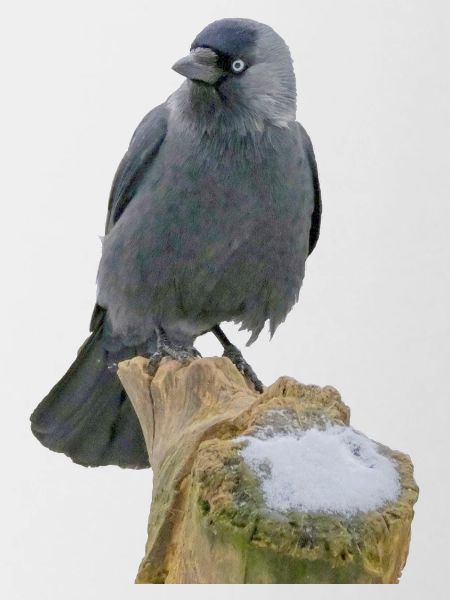 Jackdaw