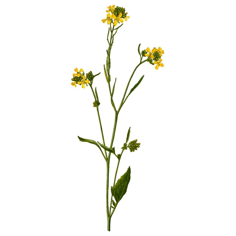 herbes thym romarin persil origan aneth