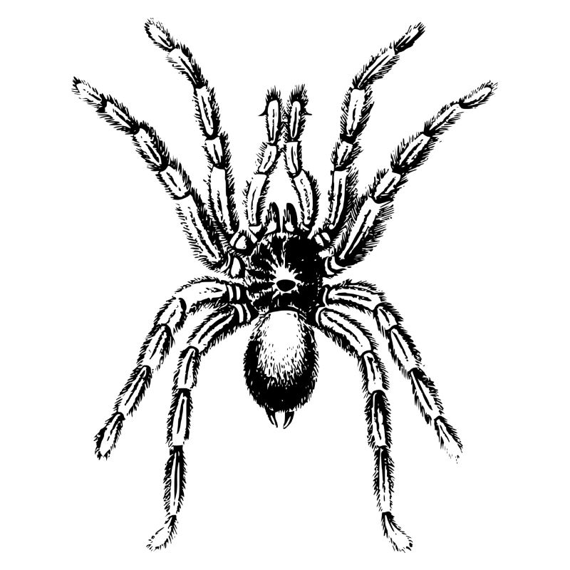 Spinne