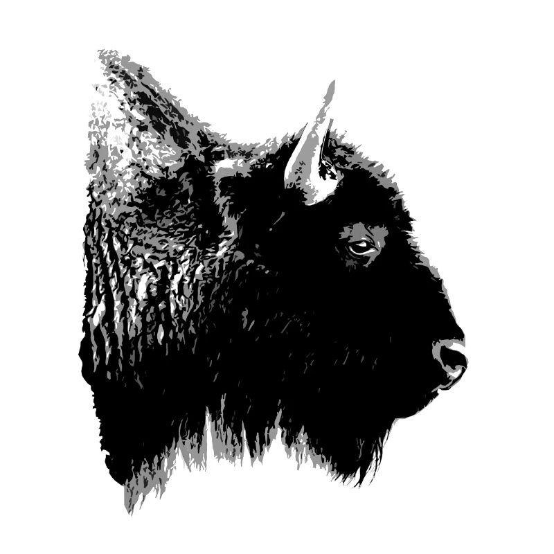 bison
