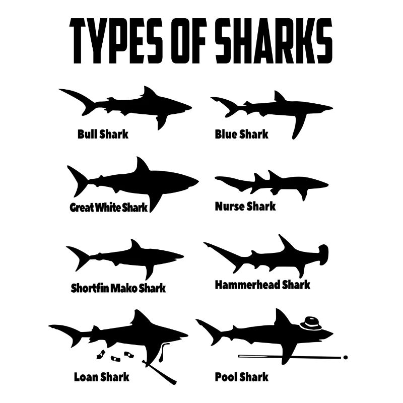 Requin animal requin marin