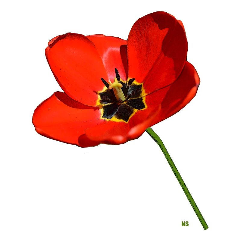 Coquelicot rouge