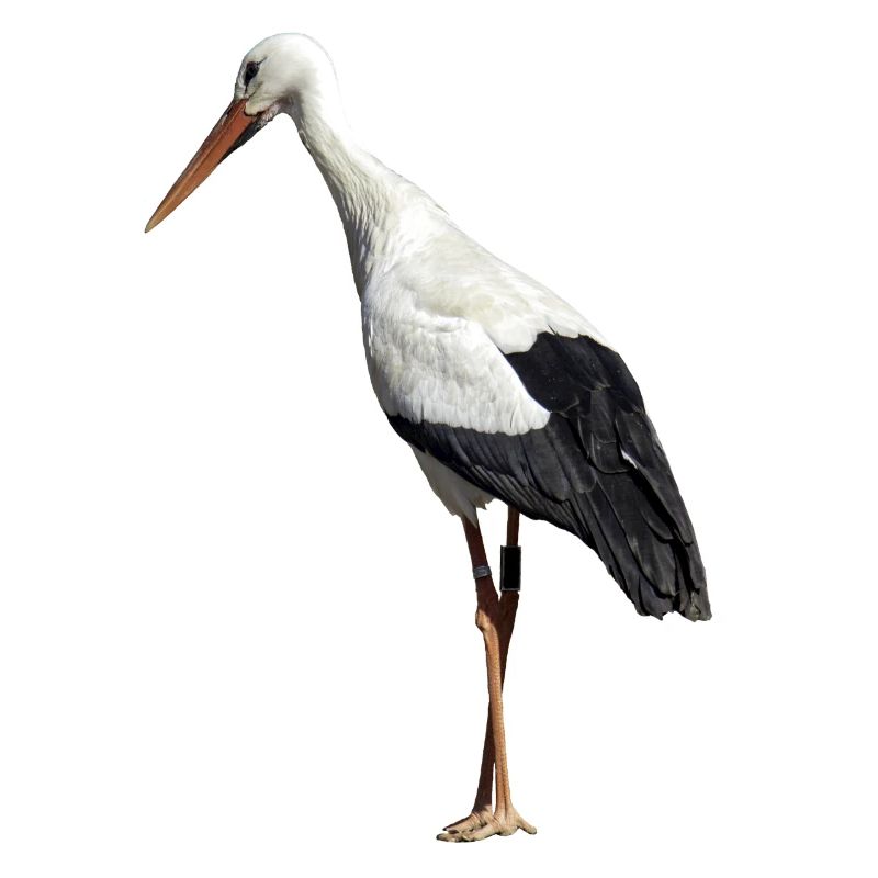 stork