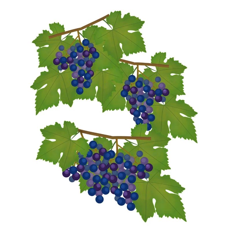 Raisins, vignes, automne, vin