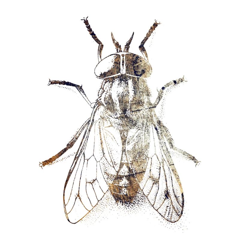 Fliege