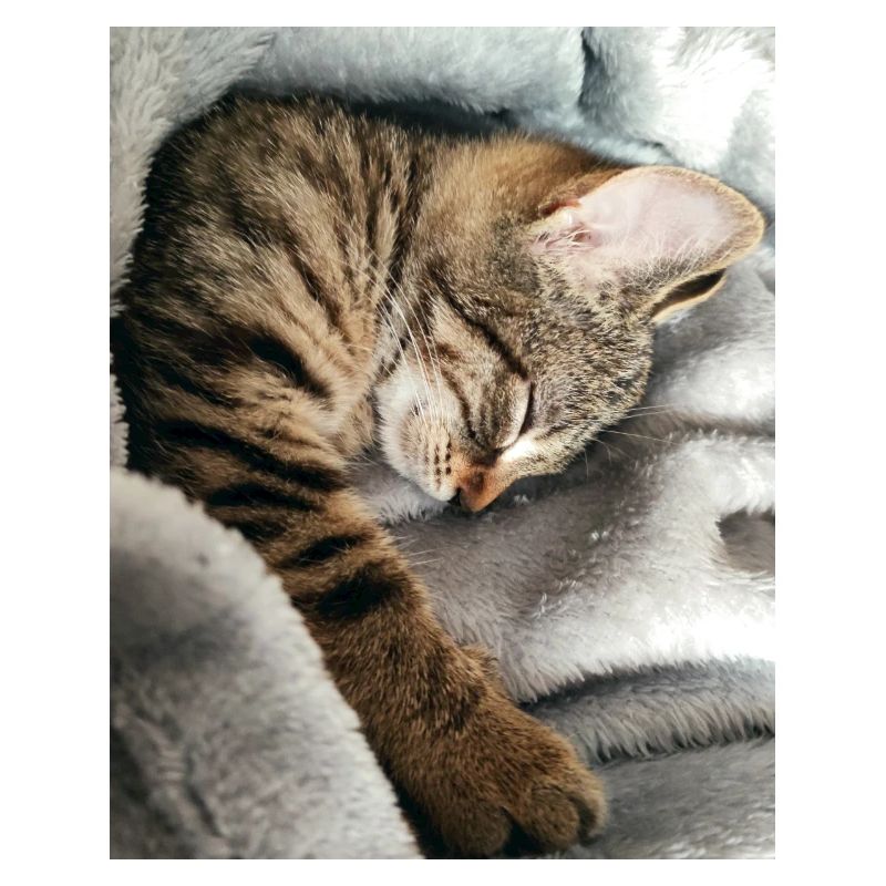 Katze