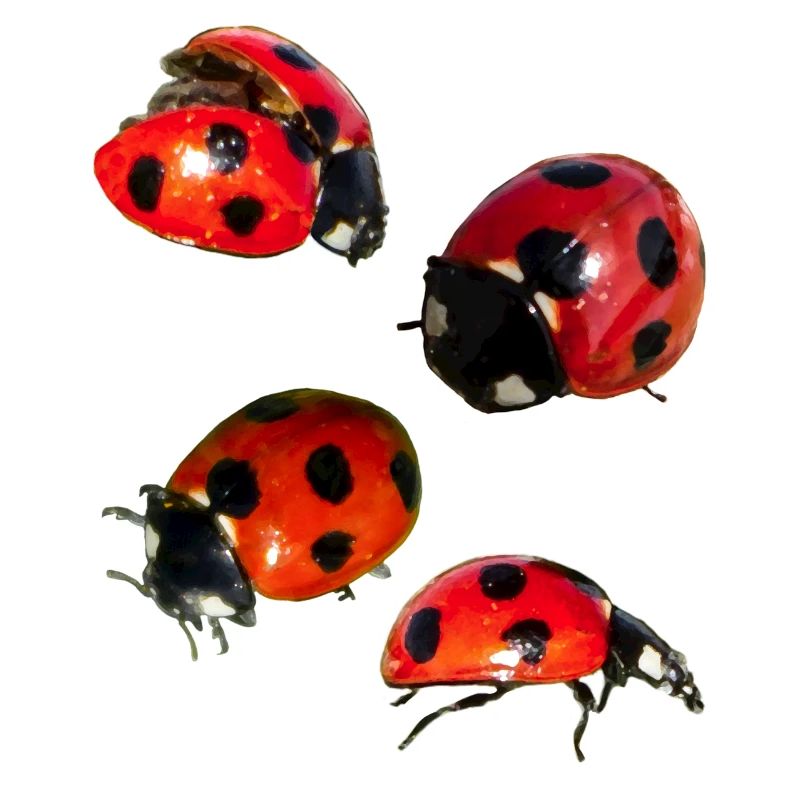 4 Marienkäfer