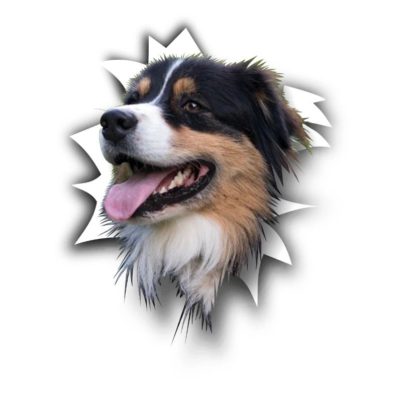 Australian Shepherd