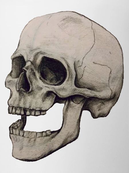 skeleton skull