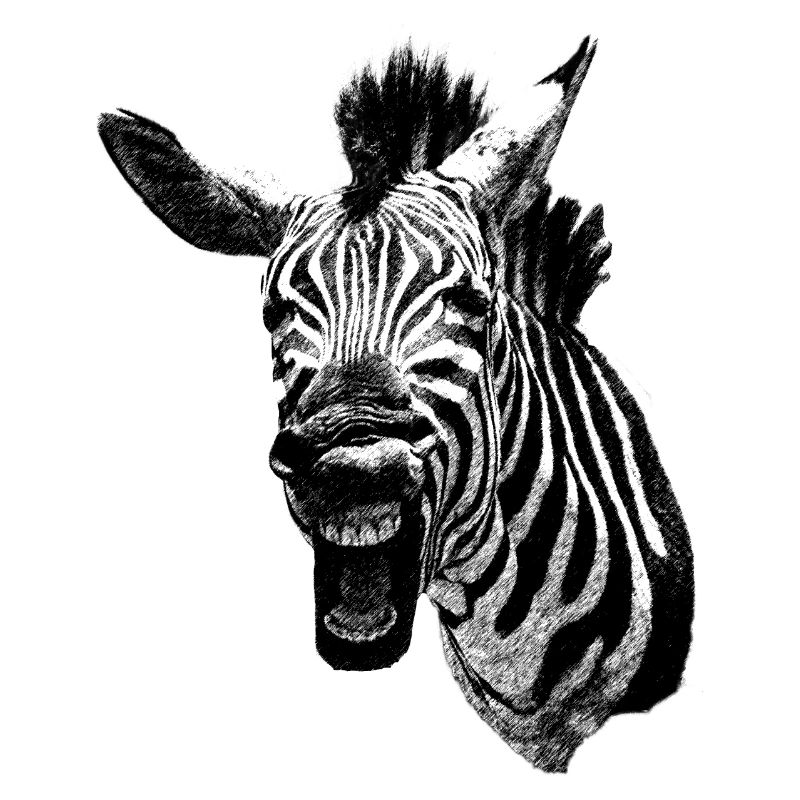 Grumpy Zebra