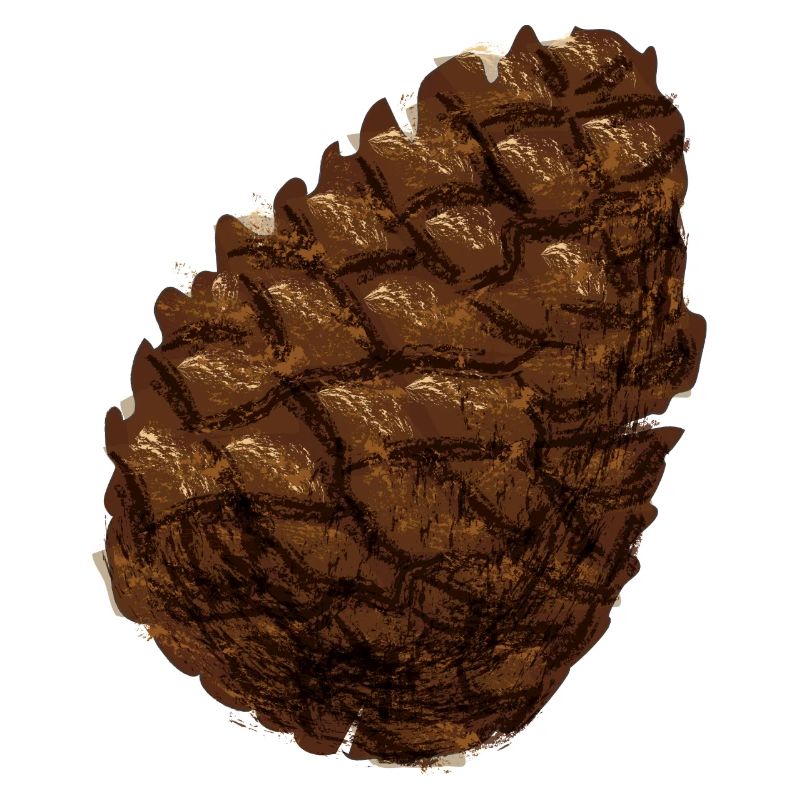 Cone