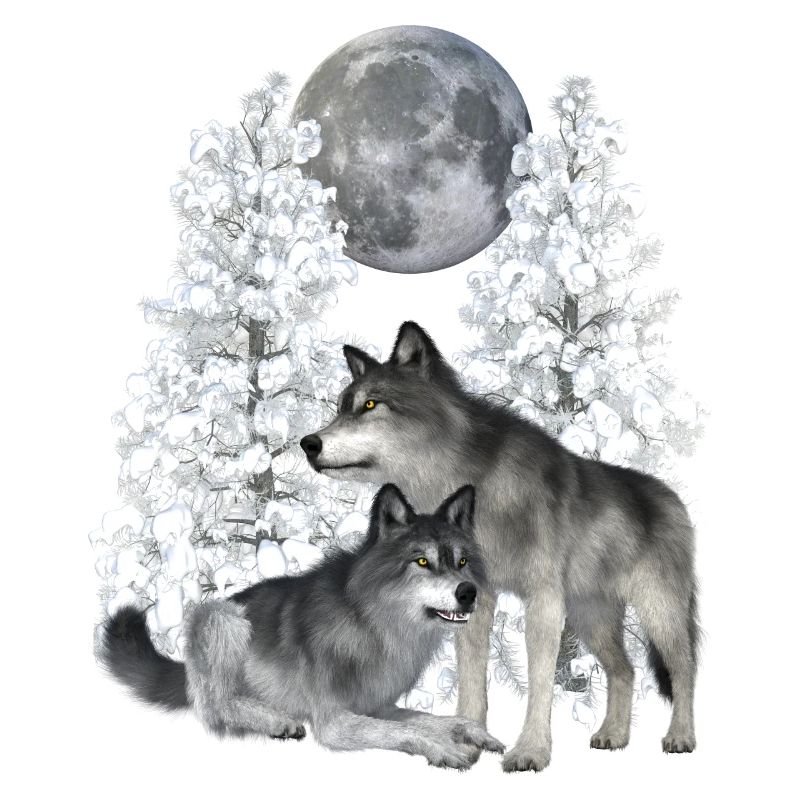 Wolf, wolves in winter