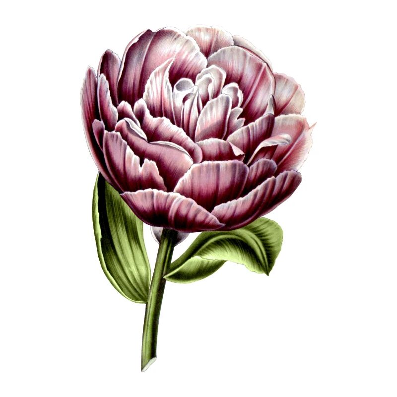 Tulipe