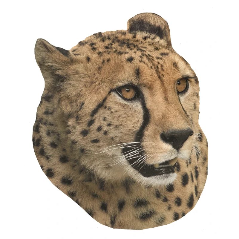 Gepard Kopf, Seitlich, Natürlich