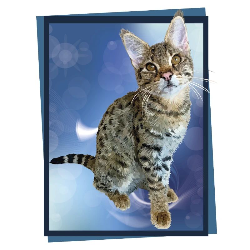 Tabby