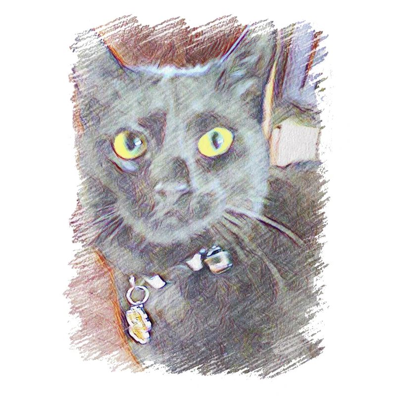 schwarze Katze, unser Liebling, Minya 02