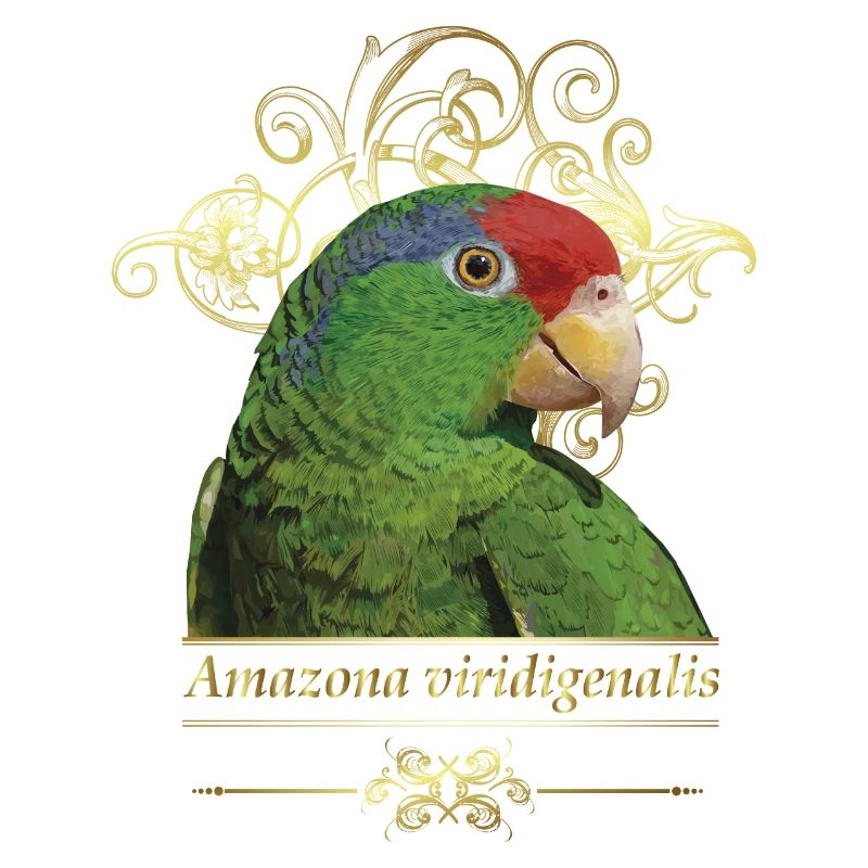 Le perroquet Tamaulipas
