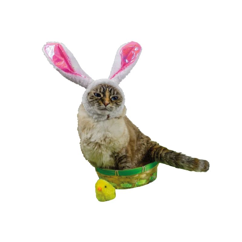 Cat gift idea, Easter gift for man & woman