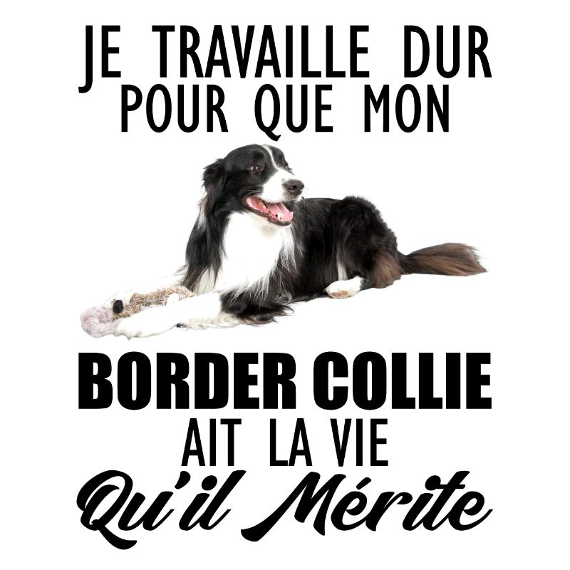 border collie 7