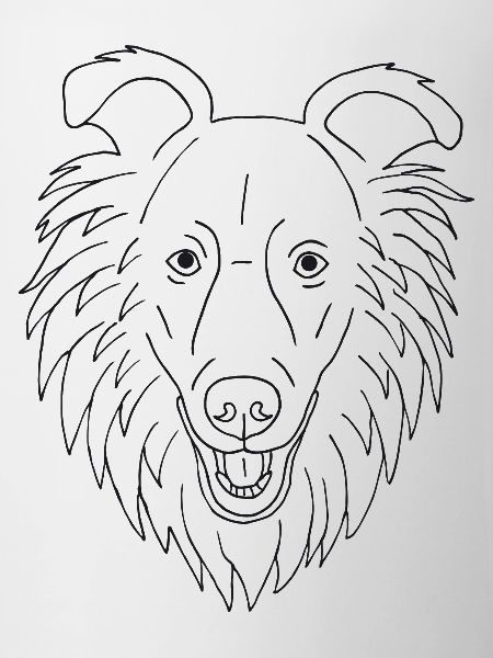 Collie Kopf