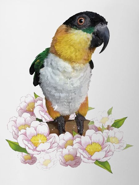 The black-headed caique