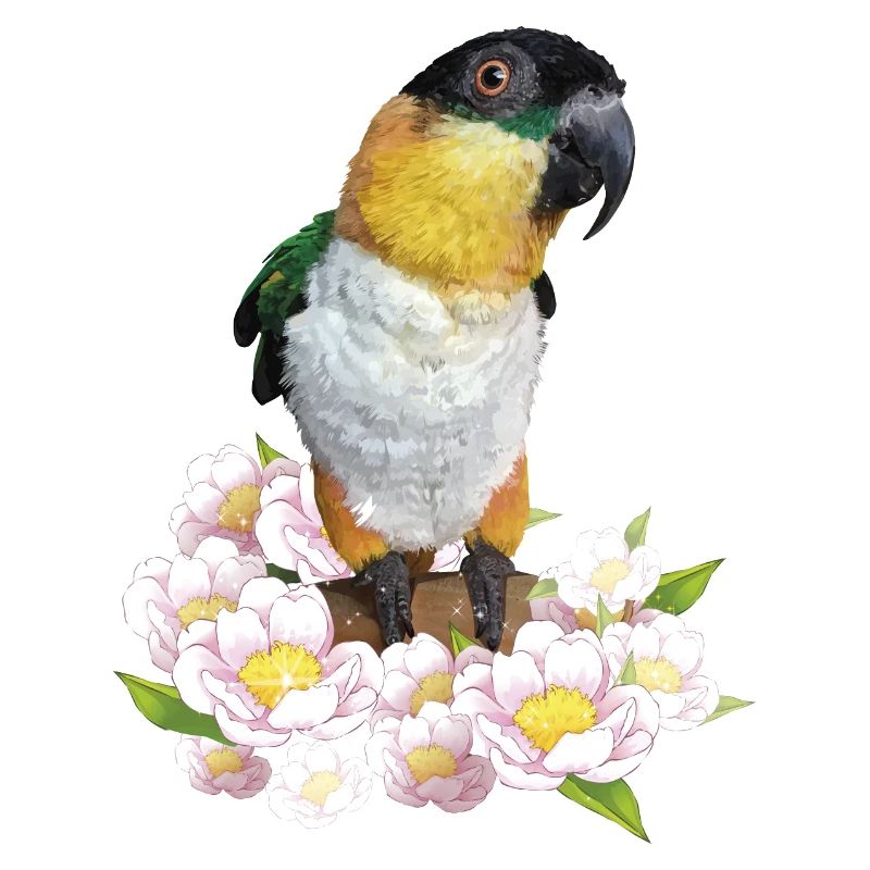 The black-headed caique