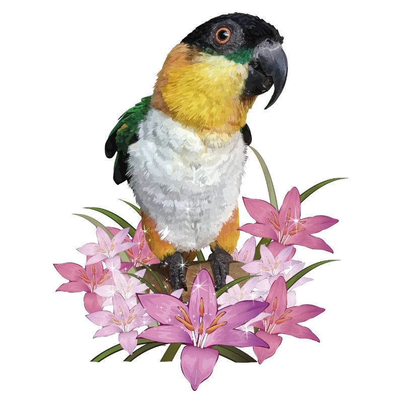 The black-headed caique