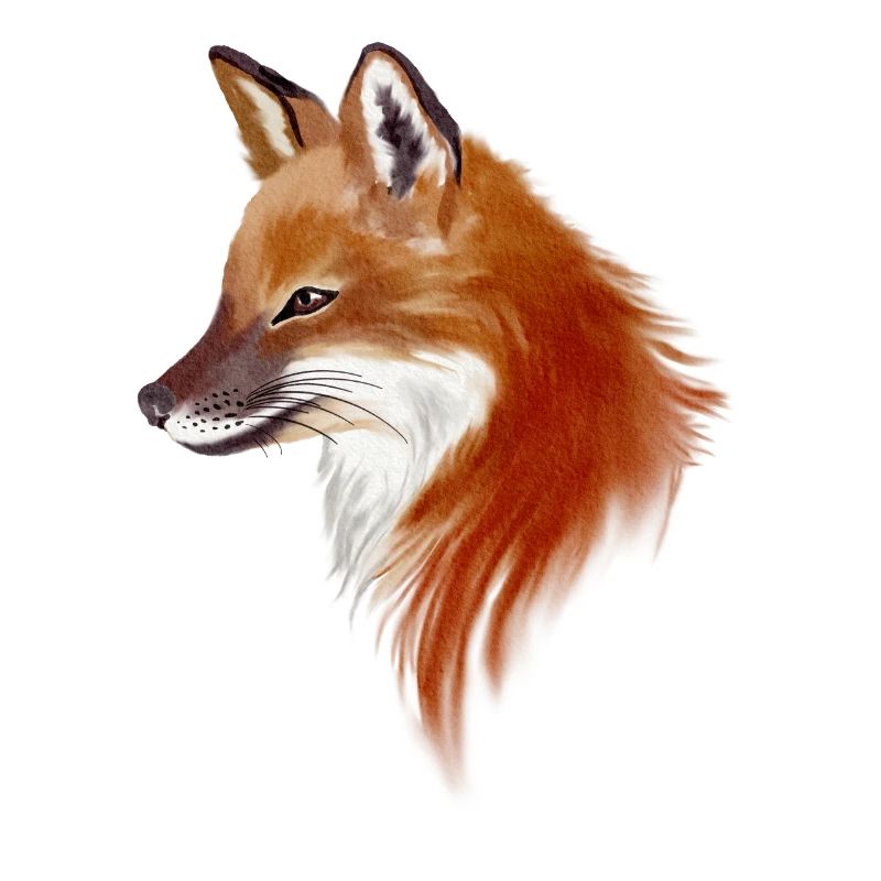 Fuchs Aquarell