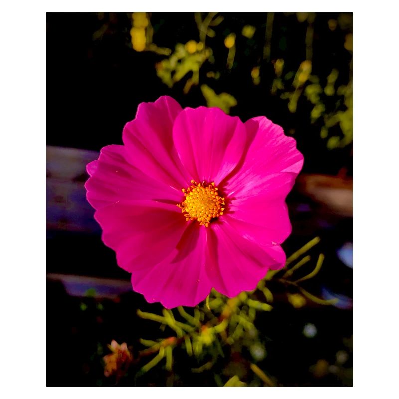 Cosmea