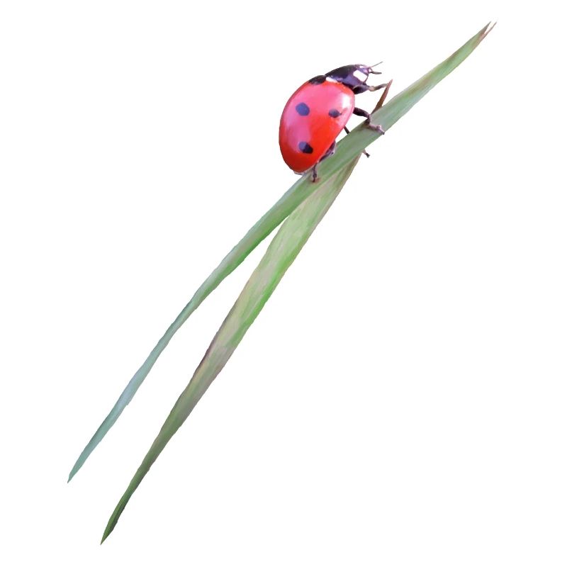 Coccinelle