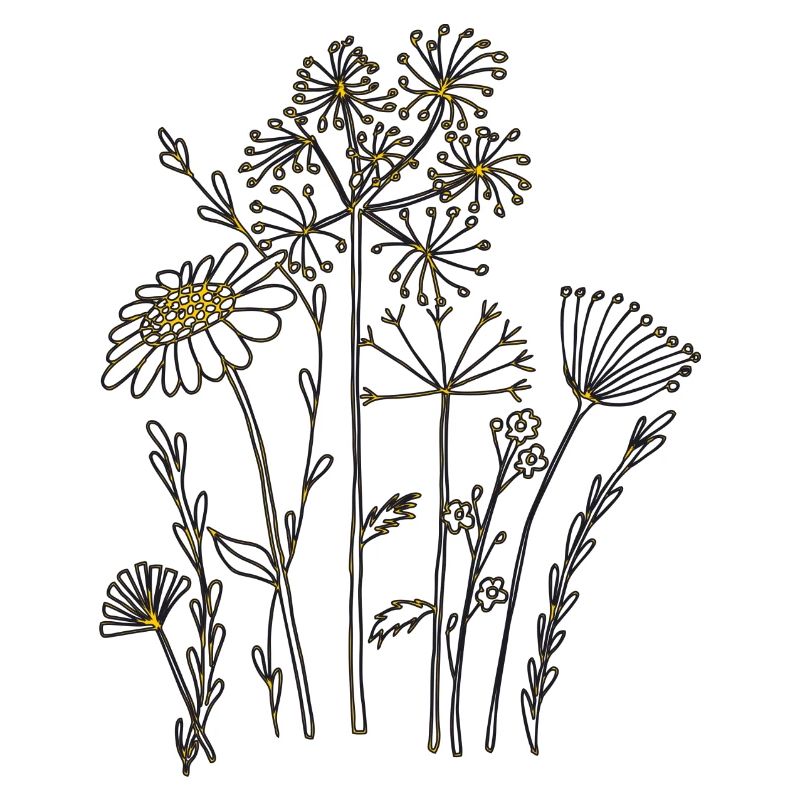 Fleurs séchées Orange