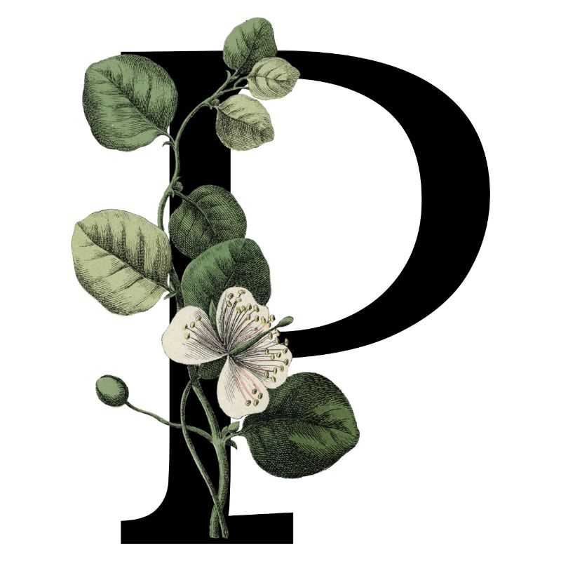 Letter P Green Botany