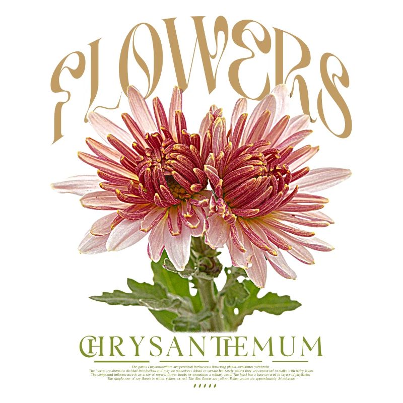 Chrysanthème Chrysanthèmes