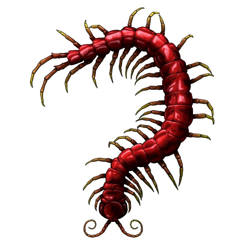Centipede