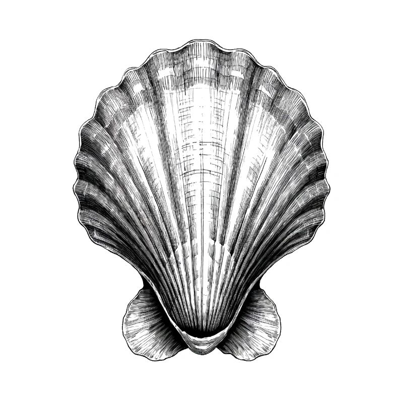 Superbe illustration de coquillage