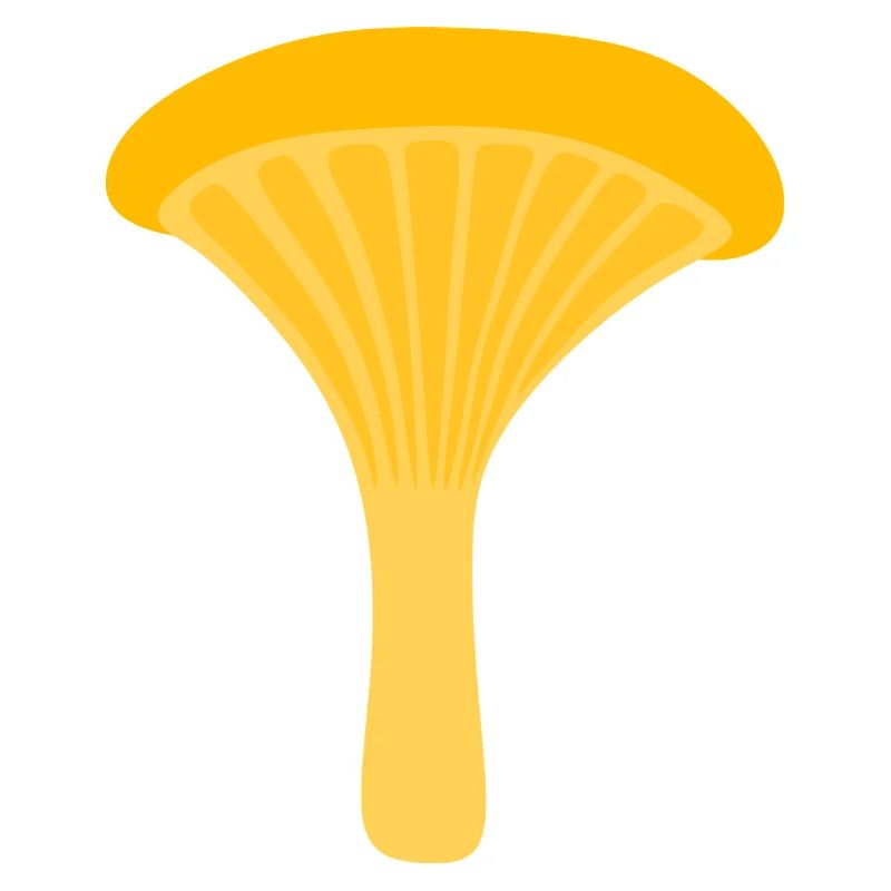 Illustration de champignon chanterelle jaune