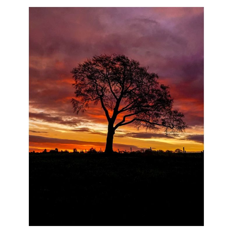 Colourful Sunrise Sky lonely Tree silhouette