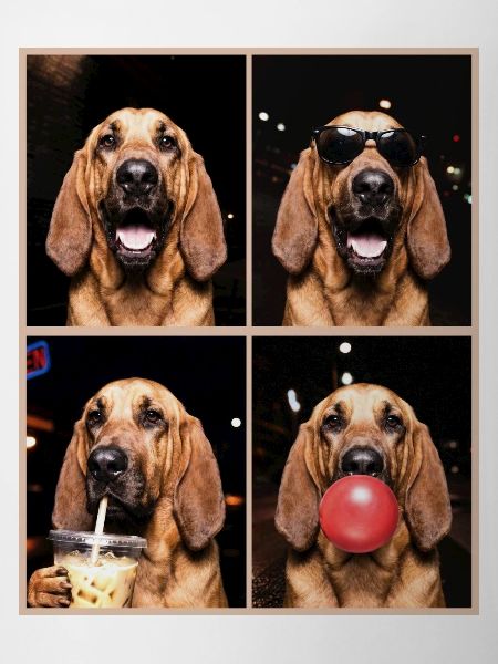 Hunde Bluthund Hund