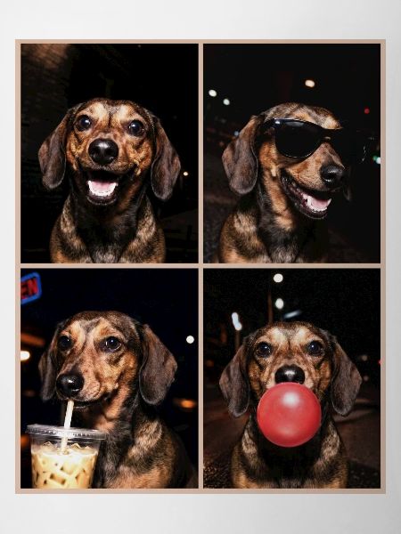 Hunde Dackel Hund