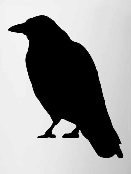Black Crow bird