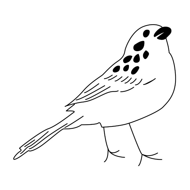 Oiseau